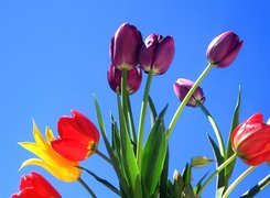 Kolorowe, Tulipany, Niebieskie, Niebo