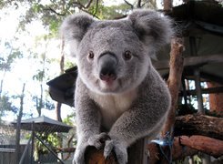 Koala, Drewno, Oczka