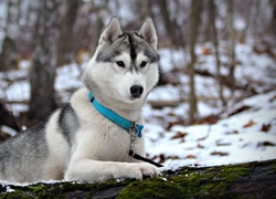 Husky, Niebieska, Obroża, Las, Śnieg