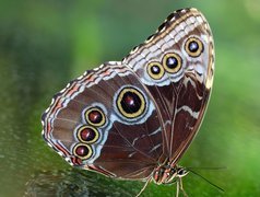 Kolorowy, Motyl