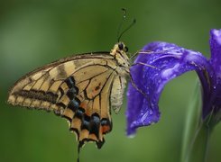 Motyl, Kwiat