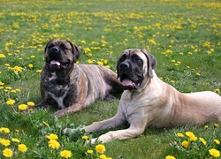 Łąka, Trawa, Mlecze, Dwa, Leżące, Psy, Amstaff, Bullmastiff