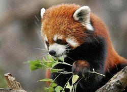 Panda, Czerwona, Liście, Pandka ruda