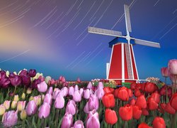 Wiatrak, Pole, Tulipanów, Holandia