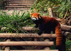 Panda, Mała, Czerwona, Drabinka, Bambus, Pandka ruda