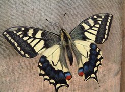 Motyl