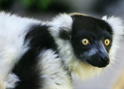 Lemur, Mordka, Oczy