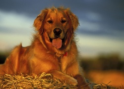 Pies, Golden retriever, Język, Słoma