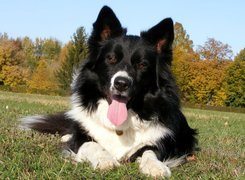 Wesoły, Piesek, Border Collie