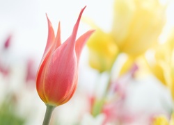 Czerwony, Tulipan, Płatki
