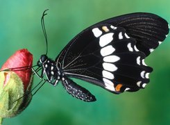 Czarno, Biały, Motyl, Kwiat