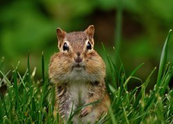 Chipmunk, Gryzoń, Trawa