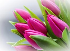 Różowe, Tulipany, Pęk, Kwiatów