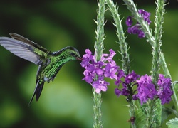 Koliber, Ptak, Skrzydła, Kwiaty