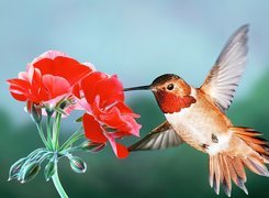 Koliber, Ptak, Skrzydła, Czerwony, Kwiat