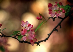 Kwitnące, Drzewo, Owocowe, Gałązka
