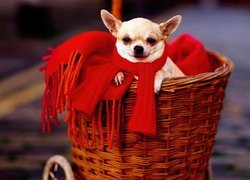 Koszyk, Chihuahua, Czerwony, Szalik