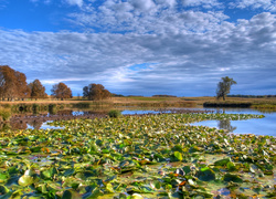 Jezioro, Lilie, Wodne, Drzewa, Łąka, Chmury