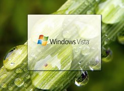 Windows, Vista, Łodyga, Krople, Wody