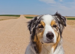 Owczarek australijski, Australian shepherd