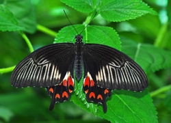 Czarny, Motyl, Zielone, Liście