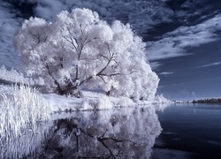 Białe, Drzewa, Jezioro, Niebo
