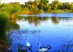 Jezioro, Łabędzie, Drzewa