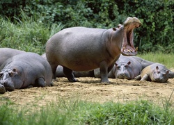Hipopotamy, Ziewanie, Paszcza