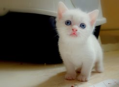 Koteczek, Biały, Niebieskie, Oczka