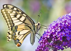Motyl, Fioletowy, Kwiat