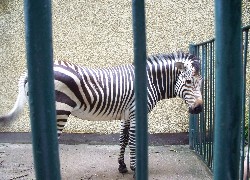 Zebra, Klatka