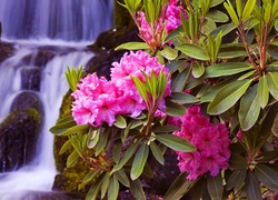Kwiaty, Rododendrony, Wodospad