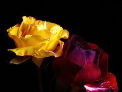 Róże, Żółta, Bordowa