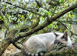 Drzewo, Kot, Obserwator