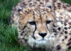 Gepard, Trawa