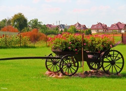 Ogród, Kwiaty, Bryczka, Trawa