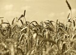 Zboże, Sepia