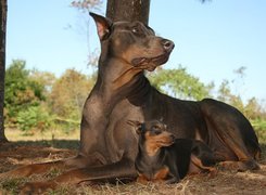 Duży, Doberman, Mały, Pinczer