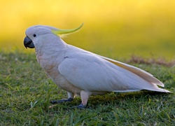 Biała, Kakadu