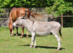 Osioł, Koń, Trawa, Drzewa