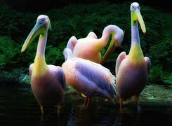 Pelikany, Tęczowe, Upierzenie