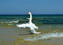 Morze, Plaża, Łabędź