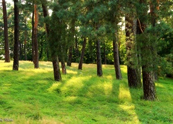Lasek, Sosnowy, Drzewa, Trawa