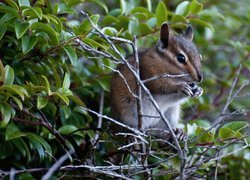 Gałązki, Drzewa, Chipmunk