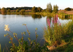 Jezioro, Zarośla, Trawy