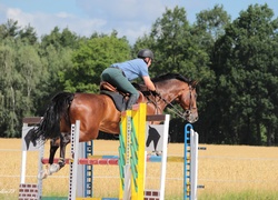 Trening, Koń, Jeździec, Skok, Przeszkoda, Sport