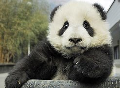 Panda, Opona