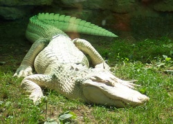 Aligator, Albinos, Trawa