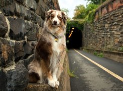 Owczarek australijski, Australian shepherd, Droga, Tunel