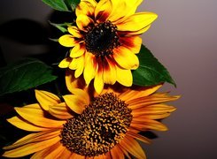 Słoneczniki, Żółto, Brązowe, Kwiaty